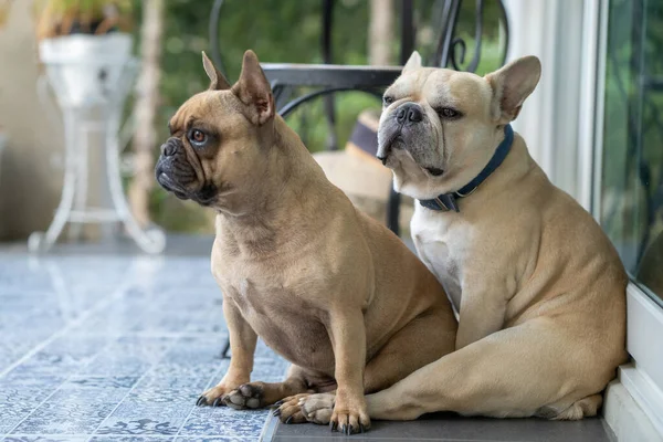 Closeup Shot Two Cute French Bulldogs Sitting Grou — Stock fotografie