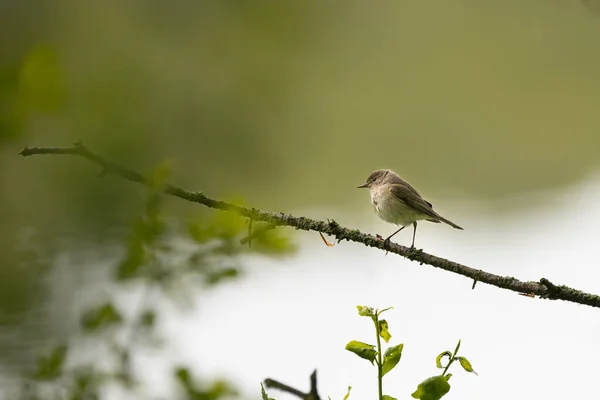 Selektivní Zaostření Vrbového Ptáka Který Sedí Větvi Stromu Venku — Stock fotografie