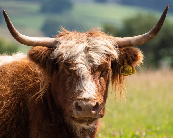 Primer Plano Una Vaca Escocesa Campo Día Soleado —  Fotos de Stock