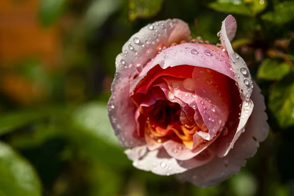 Gros Plan Bourgeon Rose Avec Des Gouttes Eau Concentration Superficielle — Photo