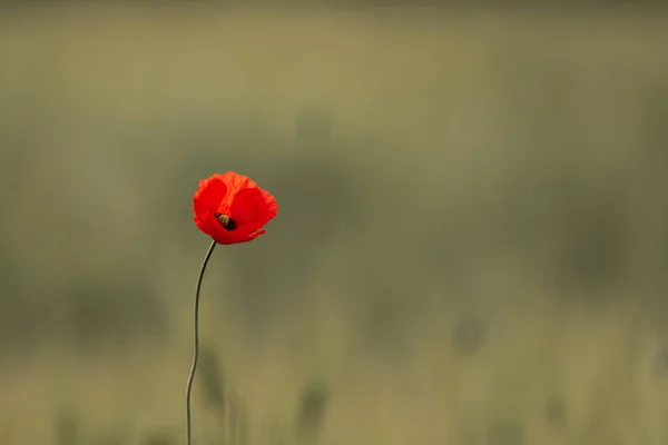 Вибірковий Фокус Тлі Прекрасної Червоної Квітки Маку — стокове фото