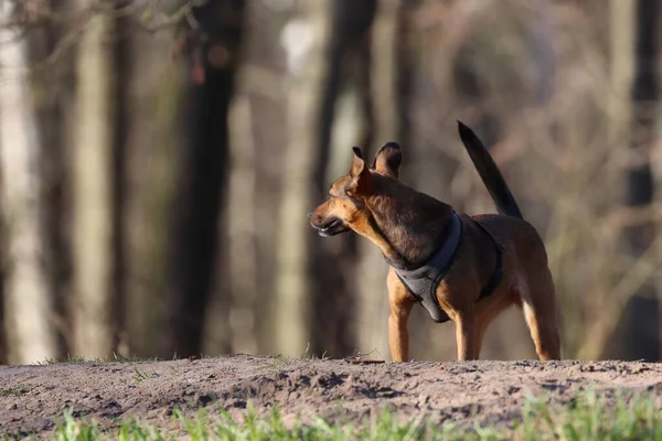 Een Schattige Bruine Hond Buiten — Stockfoto