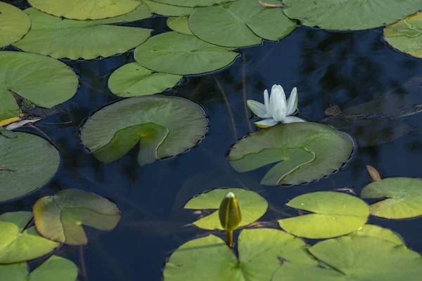 睡蓮のクローズアップ ニンファア 美しい水生植物 — ストック写真
