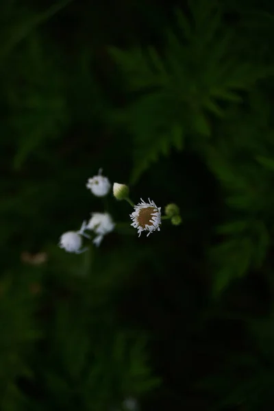 在黑暗的背景上垂直拍摄的小白花芽 — 图库照片