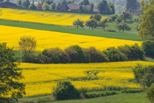 Una Hermosa Vista Del Paisaje Primavera Con Campo Violación Amarillo — Foto de Stock