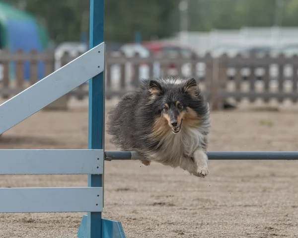 Gros Plan Chien Berger Des Shetland Sautant Par Dessus Obstacle — Photo