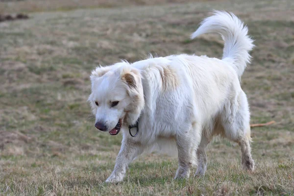 Dışarıda Küçük Şirin Bir Köpek Dolaşıyor — Stok fotoğraf