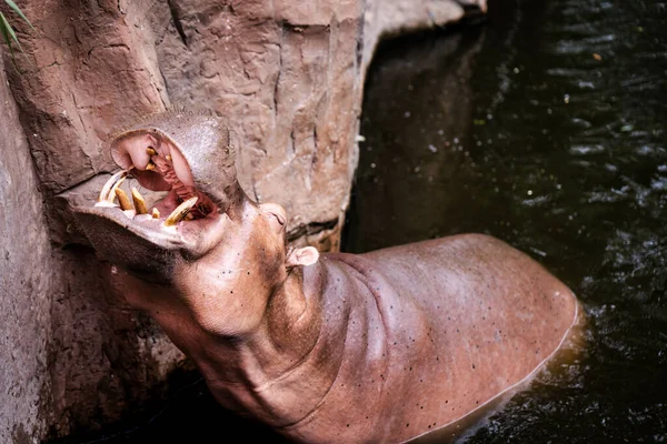 Joli Bébé Hippopotame Émergeant Lac Avec Une Bouche Ouverte Côté — Photo