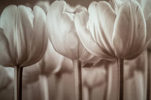 Ein Schöner Blick Auf Blumen Mit Weißen Blütenblättern Auf Verschwommenem — Stockfoto