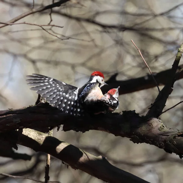 Bel Oiseau Perché Sur Arbre — Photo