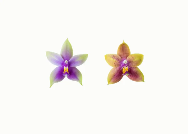 Ένα Κοντινό Πλάνο Των Πολύχρωμων Λουλουδιών Της Phalaenopsis Bellina Που — Φωτογραφία Αρχείου