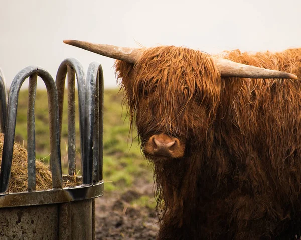 Hexham United Kingdom Mar 2021 Closeup Brown Scottish Highland Cow — Stock Photo, Image