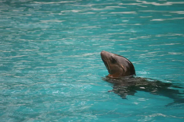 Lion Mer Relaxant Dans Eau — Photo