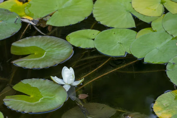 Penutup Dari Bunga Lili Air Nymphaea Indah Aquatic Tanaman — Stok Foto