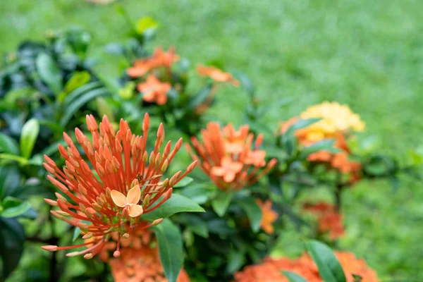 Closeup Shot Orange Ixora Coccinea Flowers Growing Garden — Stock Photo, Image