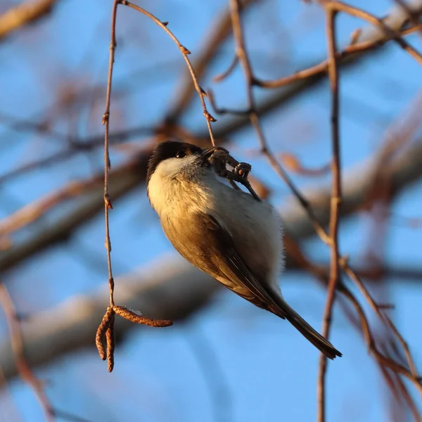 Bel Oiseau Perché Sur Arbre — Photo