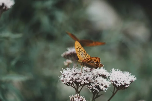 Benekli Kahverengi Bir Kelebeğin Bitkinin Üzerindeki Seçici Odağı — Stok fotoğraf
