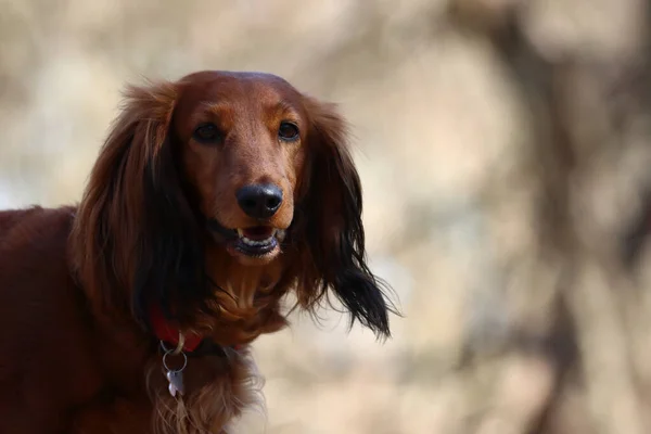 Chien Brun Mignon Dehors — Photo