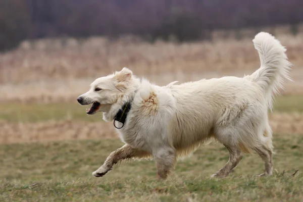 Мила Собака Біжить Надворі — стокове фото
