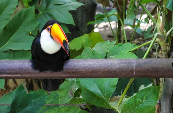 Uma Vista Perto Tucano Sentado Poste Com Folhas Fundo — Fotografia de Stock