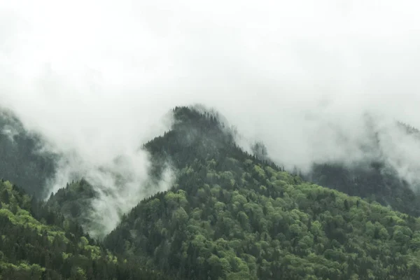 霧の中で鬱蒼とした森の緑の丘の美しい景色 — ストック写真