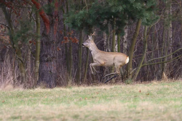 Een Rennend Hert Een Veld — Stockfoto