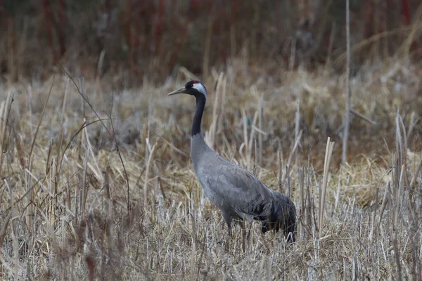 Grå Stork Ett Fält — Stockfoto