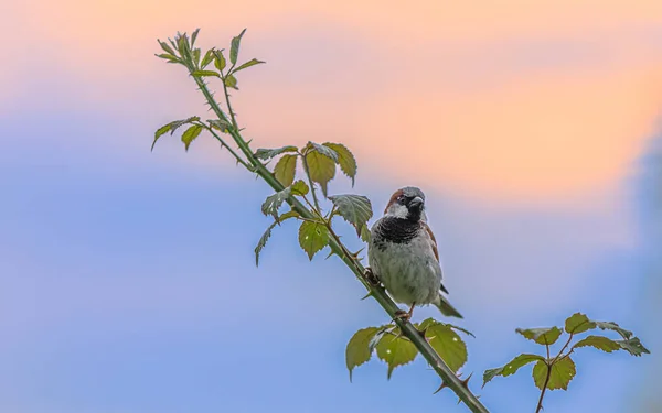 Petit Oiseau Pelucheux Assis Sur Une Branche Avec Peu Feuilles — Photo