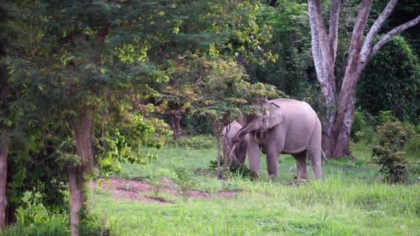 Grupo Elefantes Parque Nacional Kruger — Vídeos de Stock