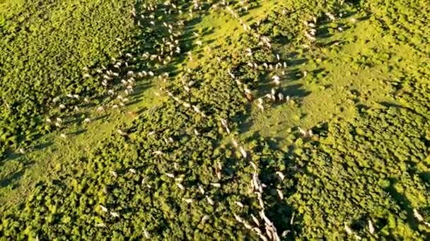 Aerial View Herd Sheep Meadow — Wideo stockowe