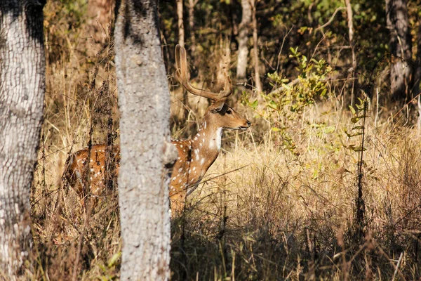 Beau Cerf Mâle Repéré Debout Dans Une Forêt Dans Parc — Photo