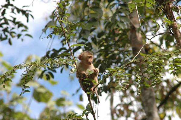 Tiro Perto Macaco Bebé Galho Árvore — Fotografia de Stock