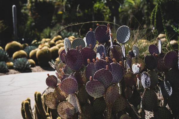 Een Close Van Dichte Cactussen Een Park — Stockfoto