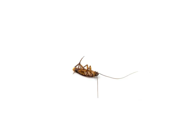 Närbild Död Kackerlacka Isolerad Vit Bakgrund — Stockfoto