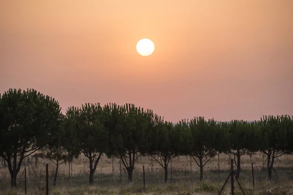 一片橘红色的夕阳笼罩着乡间的栽培树 — 图库照片