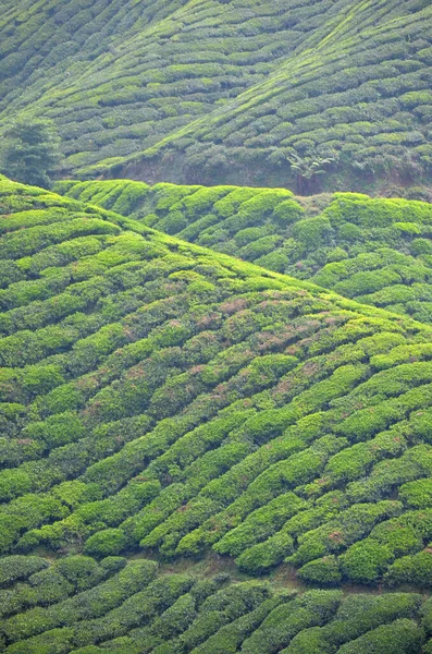 Eine Vertikale Aufnahme Einer Schönen Teeplantage — Stockfoto
