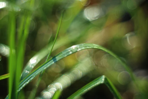 Ein Selektiver Fokus Makroaufnahme Von Grünem Gras Nach Regen Mit — Stockfoto