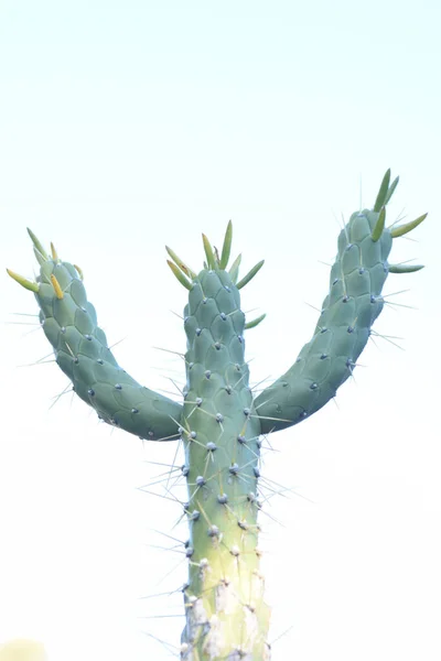 Plano Vertical Cactus Sobre Fondo Blanco — Foto de Stock