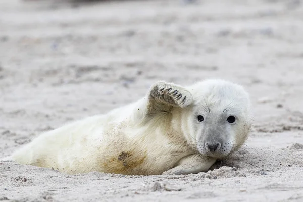 Піску Лежить Тюленя Махає Плавником — стокове фото