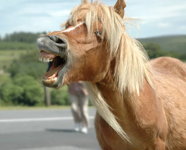 Närbild Rolig Skrattande Häst — Stockfoto