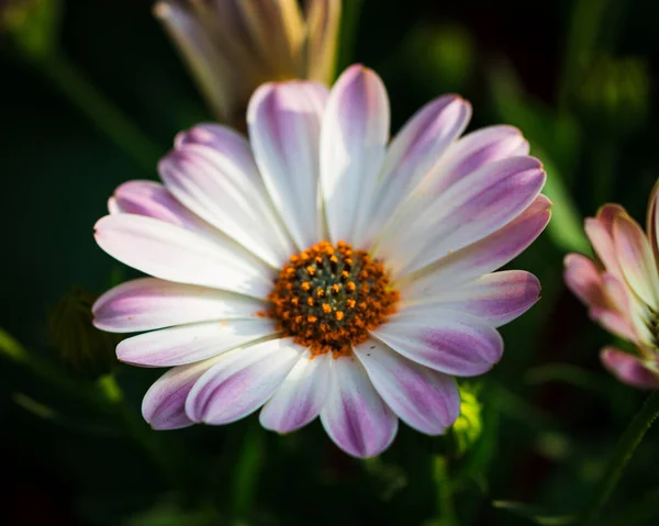 Primer Plano Una Flor Rosa Osteosperma Jardín —  Fotos de Stock