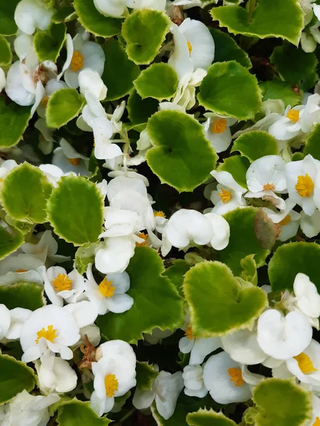 Närbild Vita Begonia Cucullata Blommor — Stockfoto