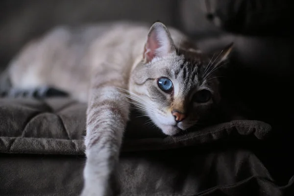 Closeup Blue Eyed Tabby Cat Lying Sofa — Stock Photo, Image