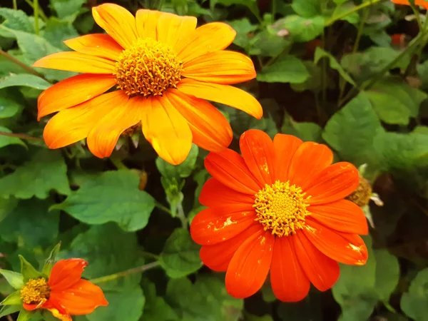 Closeup Mexican Sunflower Field — Stock Photo, Image