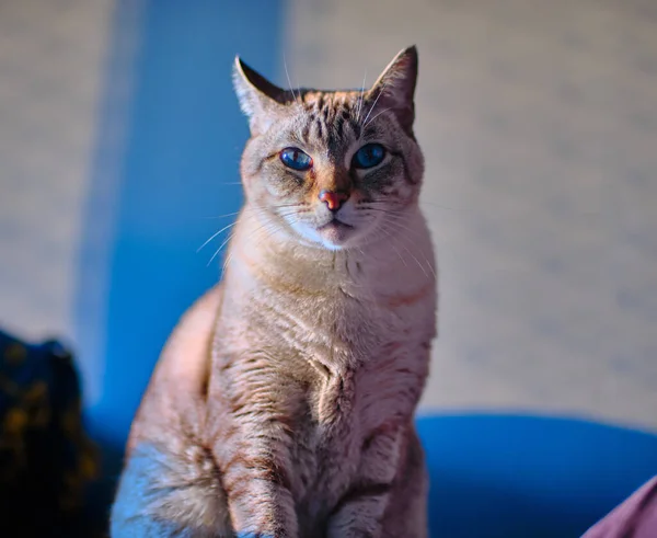 Een Closeup Van Een Blauwogige Tabby Kat Zittend Kijkend Naar — Stockfoto