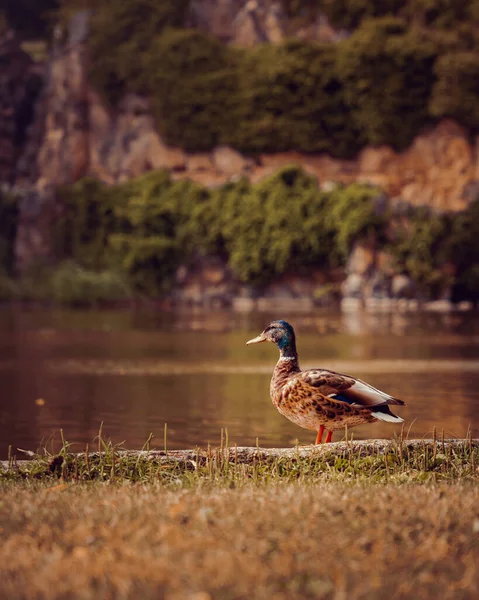 Hermoso Pato Junto Estanque Luz Del Sol — Foto de Stock