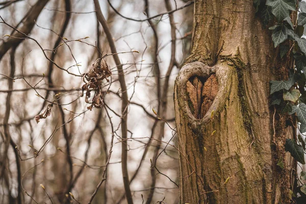 Close Tronco Árvore Livre Natureza Forma Coração — Fotografia de Stock
