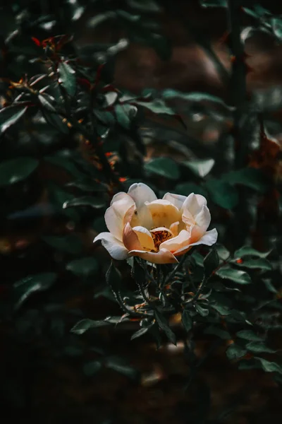 Bahçede Çiçek Açan Güzel Beyaz Gülün Seçici Odağı — Stok fotoğraf