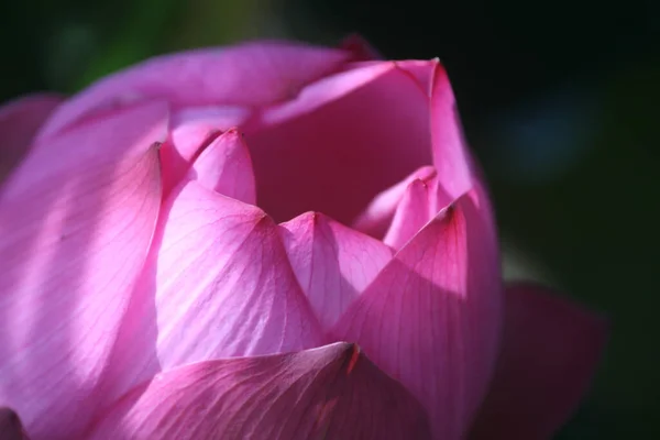 Closeup Shot Blooming Pink Lotus Flower Great Wallpaper — Stock Photo, Image