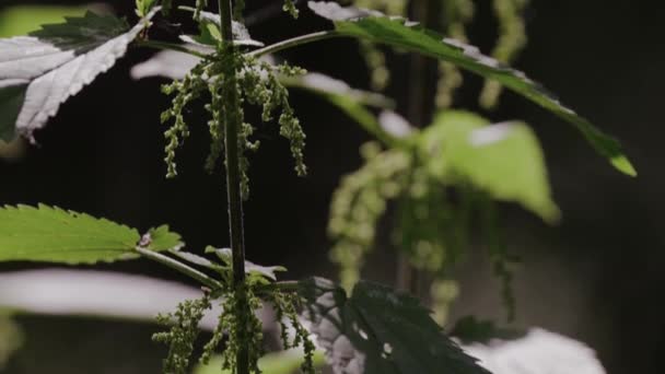 花园里一株植物的绿叶 — 图库视频影像